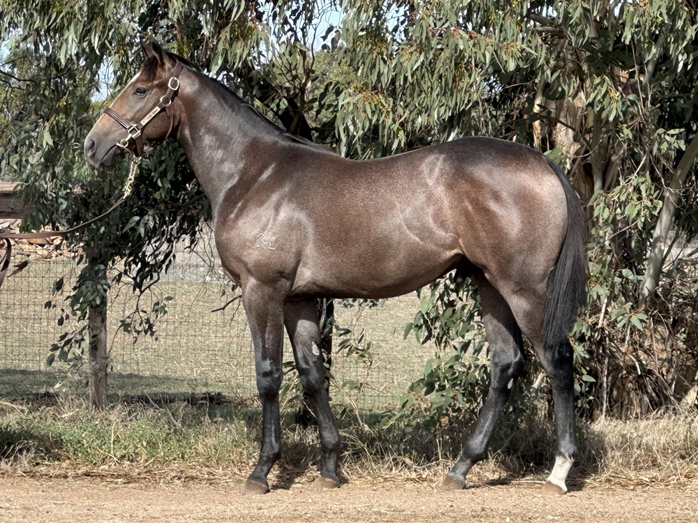 Tassort (AUS) / Okinawa (USA) 2024 Colt - Image 1