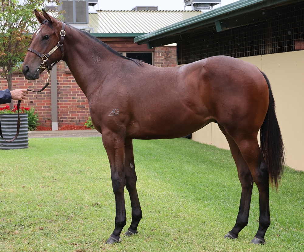 Zousain (AUS) / Rebel Lady (AUS) 2024 Colt - Image 1