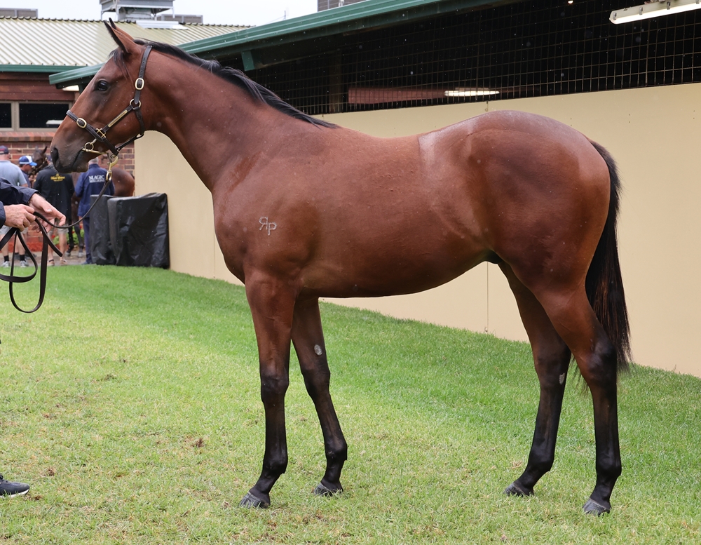 Wild Ruler (AUS) / Static (AUS) 2024 Colt - Image 1
