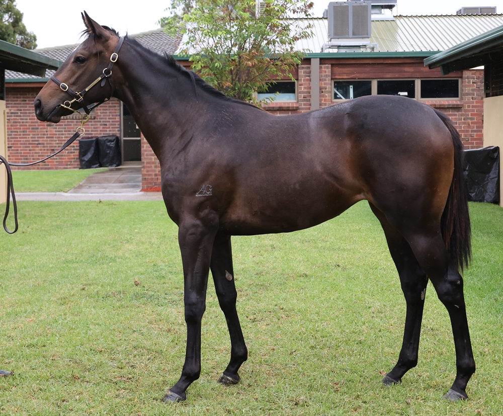 Bruckner (AUS) / Absolutlypositivly (AUS) 2024 Filly - Image 1