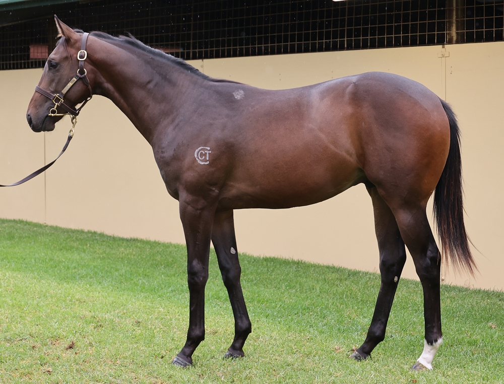 Astern (AUS) / Aspen Lass (AUS) 2024 Colt - Image 1