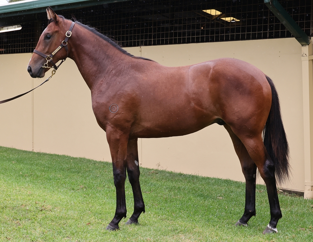 Trapeze Artist (AUS) / Dizired (AUS) 2024 Colt - Image 1