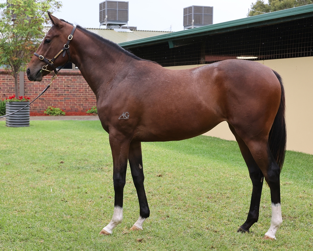 Bruckner (AUS) / La Marsa (AUS) 2024 Filly - Image 1