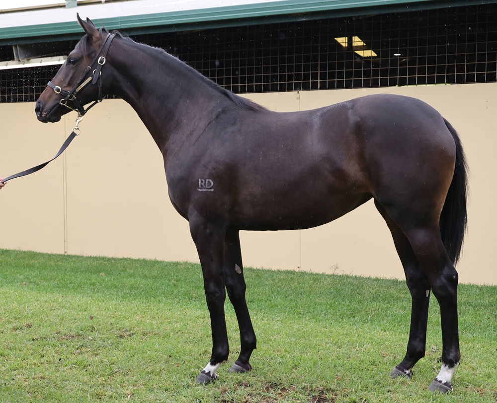 Russian Camelot (IRE) / Rules Don't Apply (AUS) 2024 Filly - Image 1