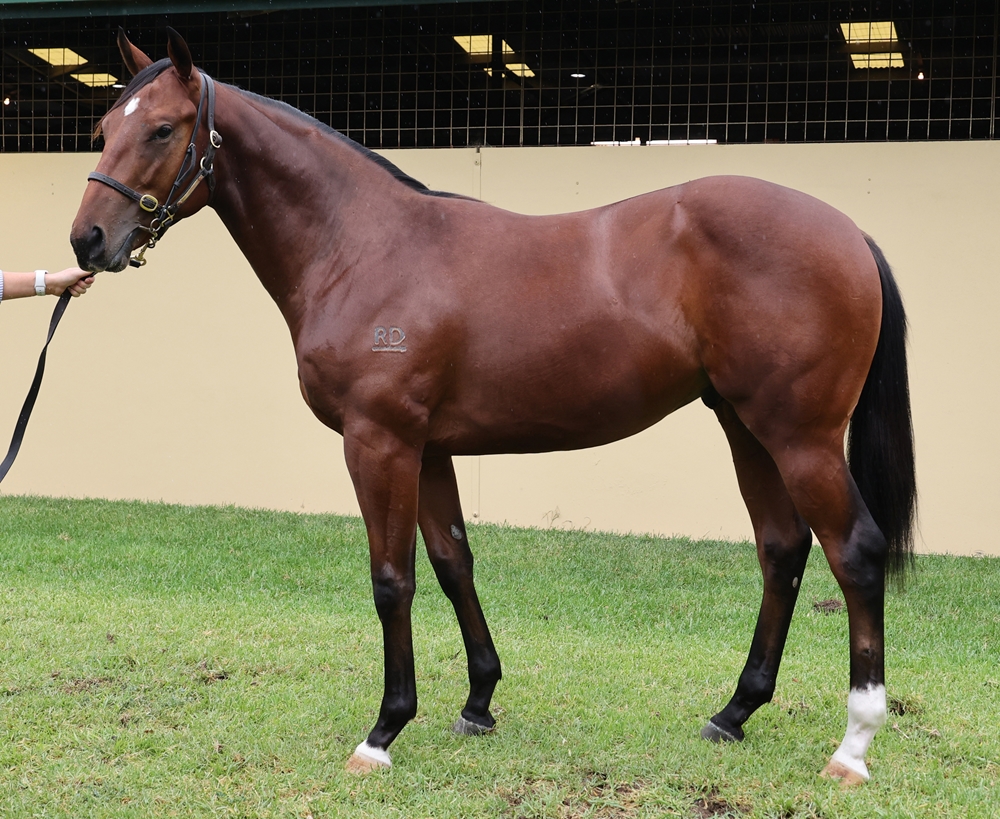 Paulele (AUS) / Dance Date (AUS) 2024 Colt - Image 1