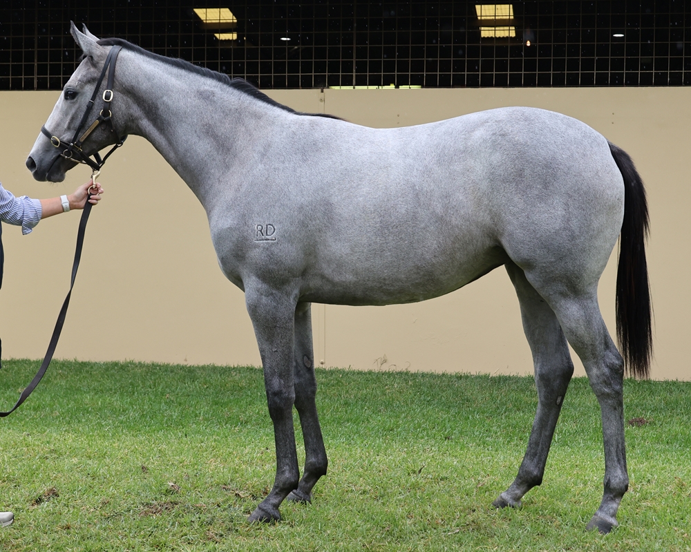 Astern (AUS) / Esteemed Elegance (NZ) 2024 Filly - Image 1