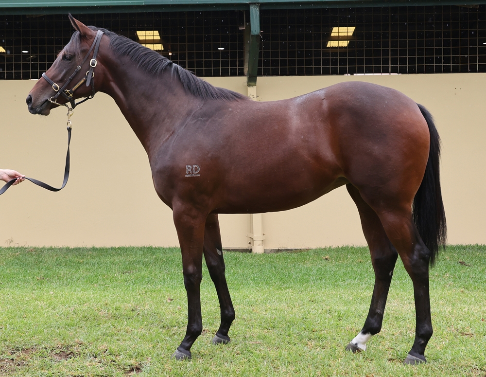 Daumier (AUS) / Luxury Suite (AUS) 2024 Filly - Image 1