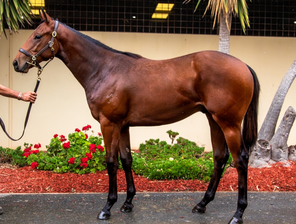 Hellbent (AUS) / Ivy June (AUS) 2024 G - Image 1