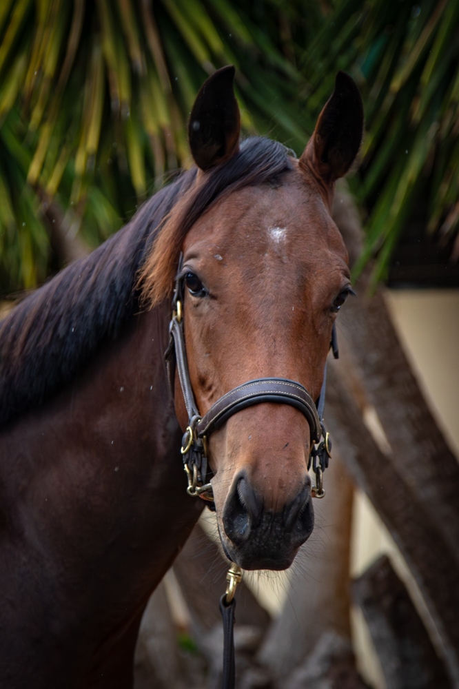 Hellbent (AUS) / Ivy June (AUS) 2024 G - Image 2