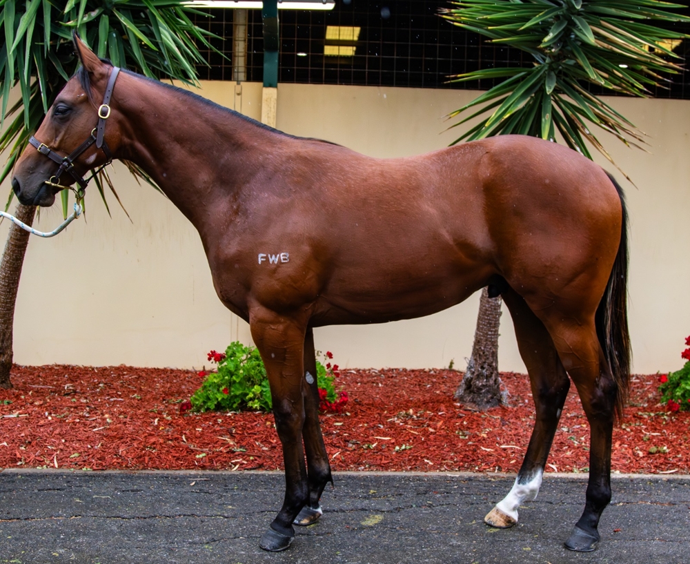 Acrobat (AUS) / Sharp Tune (AUS) 2024 Colt - Image 1