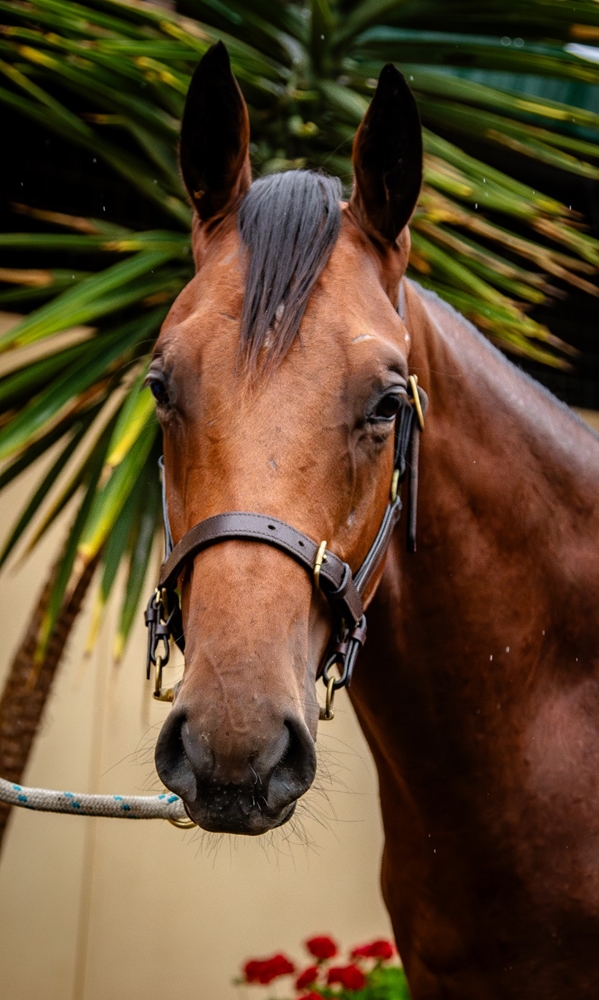 Acrobat (AUS) / Sharp Tune (AUS) 2024 Colt - Image 2