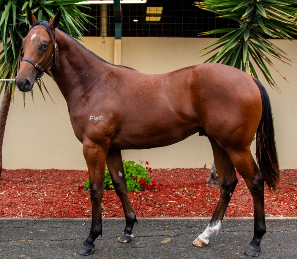 Acrobat (AUS) / Sharp Tune (AUS) 2024 Colt - Image 3