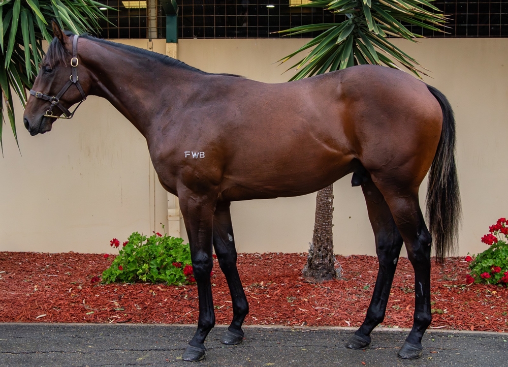 Brazen Beau (AUS) / Jesting (AUS) 2024 Colt - Image 1