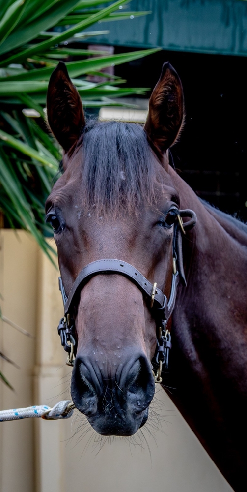 Brazen Beau (AUS) / Jesting (AUS) 2024 Colt - Image 2