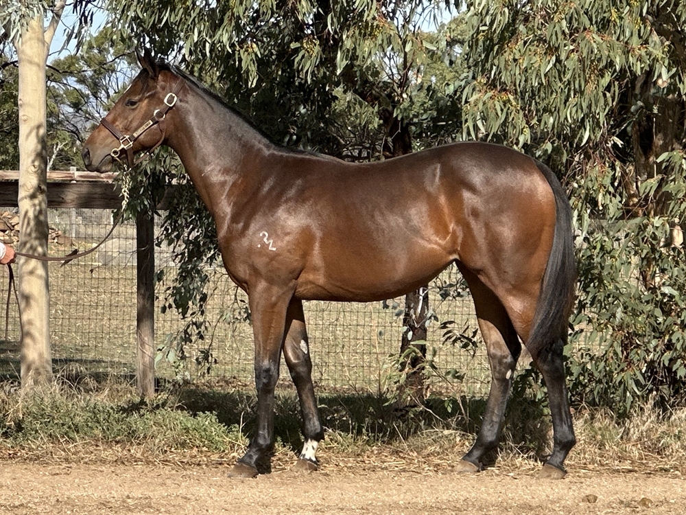 Pierata (AUS) / Joyzel (AUS) 2024 Filly - Image 1