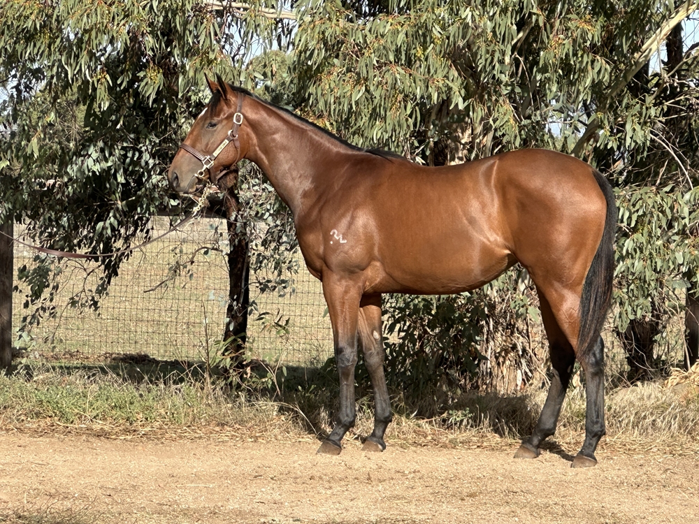 Gold Standard (AUS) / Excelamour (AUS) 2024 Filly - Image 1