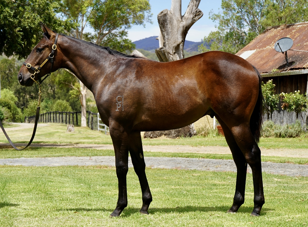 Hitotsu (AUS) / Smart Success (AUS) 2024 Colt - Image 1