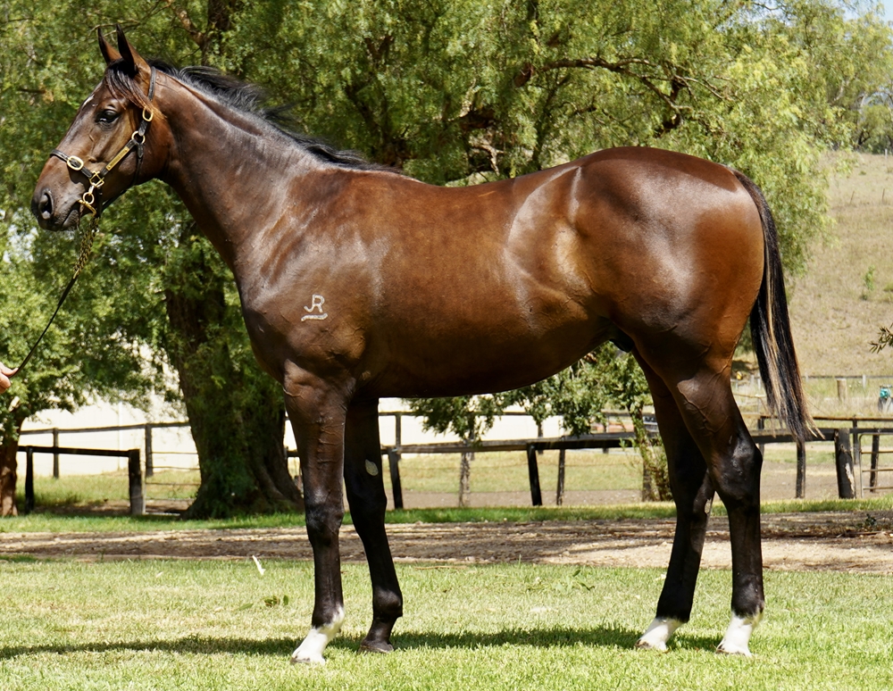 Zousain (AUS) / Be Alive (AUS) 2024 Colt - Image 1
