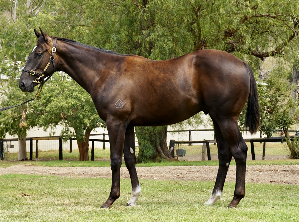 Hitotsu (AUS) / Identical (AUS) 2024 Colt - Image 1