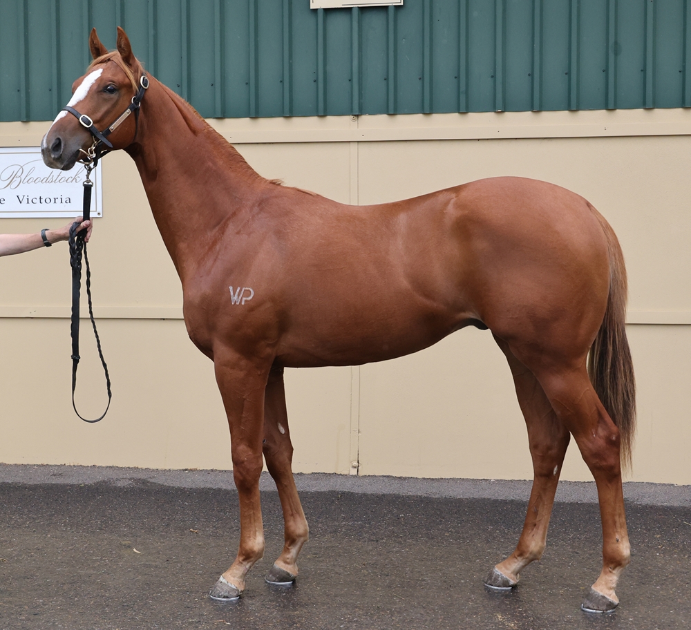 Best of Bordeaux (AUS) / Whisper Bay (AUS) 2024 Colt - Image 1