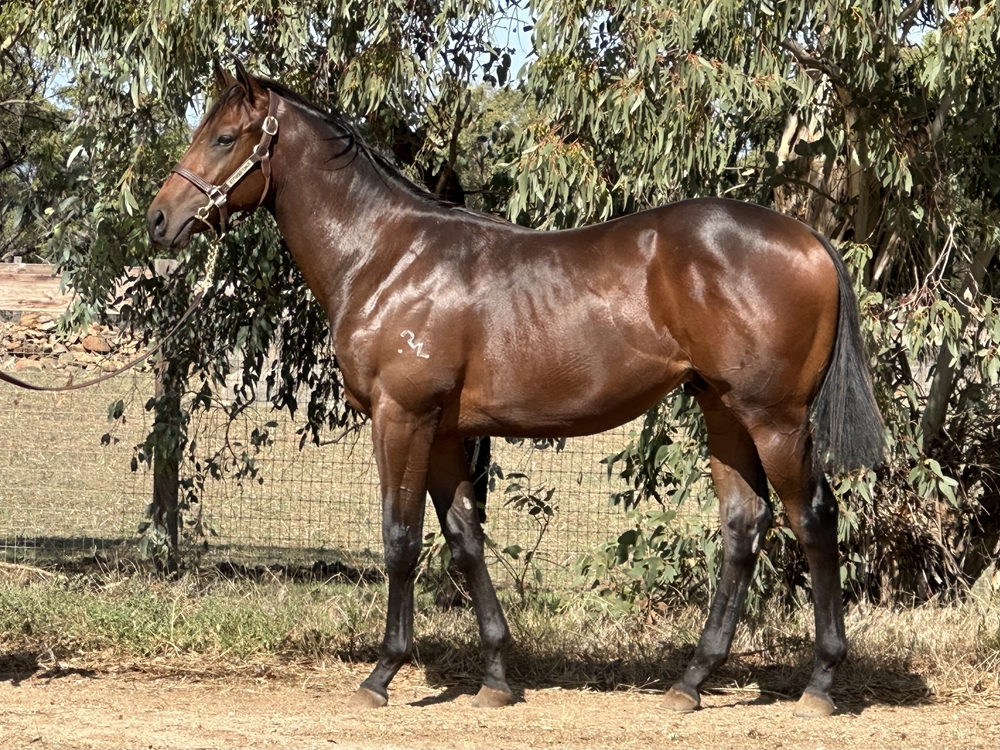 Tassort (AUS) / Lightning Love (AUS) 2024 Colt - Image 1