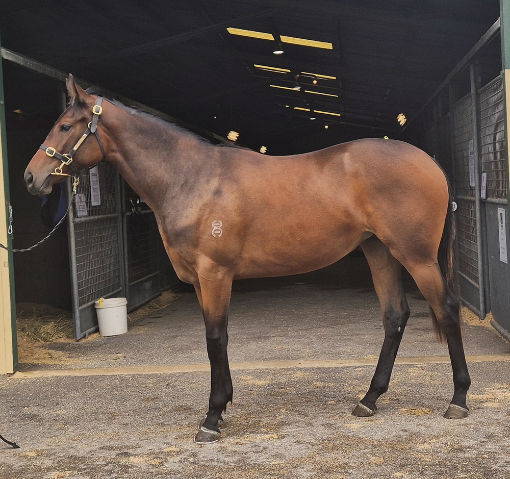 So You Think (NZ) / Dolomites (AUS) 2024 Filly - Image 1