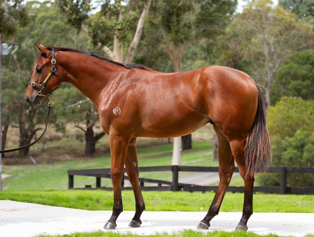 Capitalist (AUS) / Readycatgo (AUS) 2024 Colt - Image 1