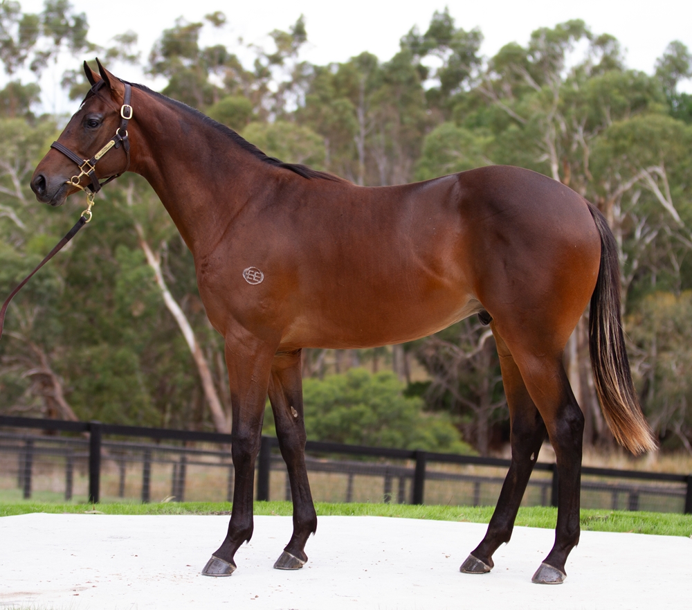 Shamus Award (AUS) / Caesour's Deel (AUS) 2024 Colt - Image 1