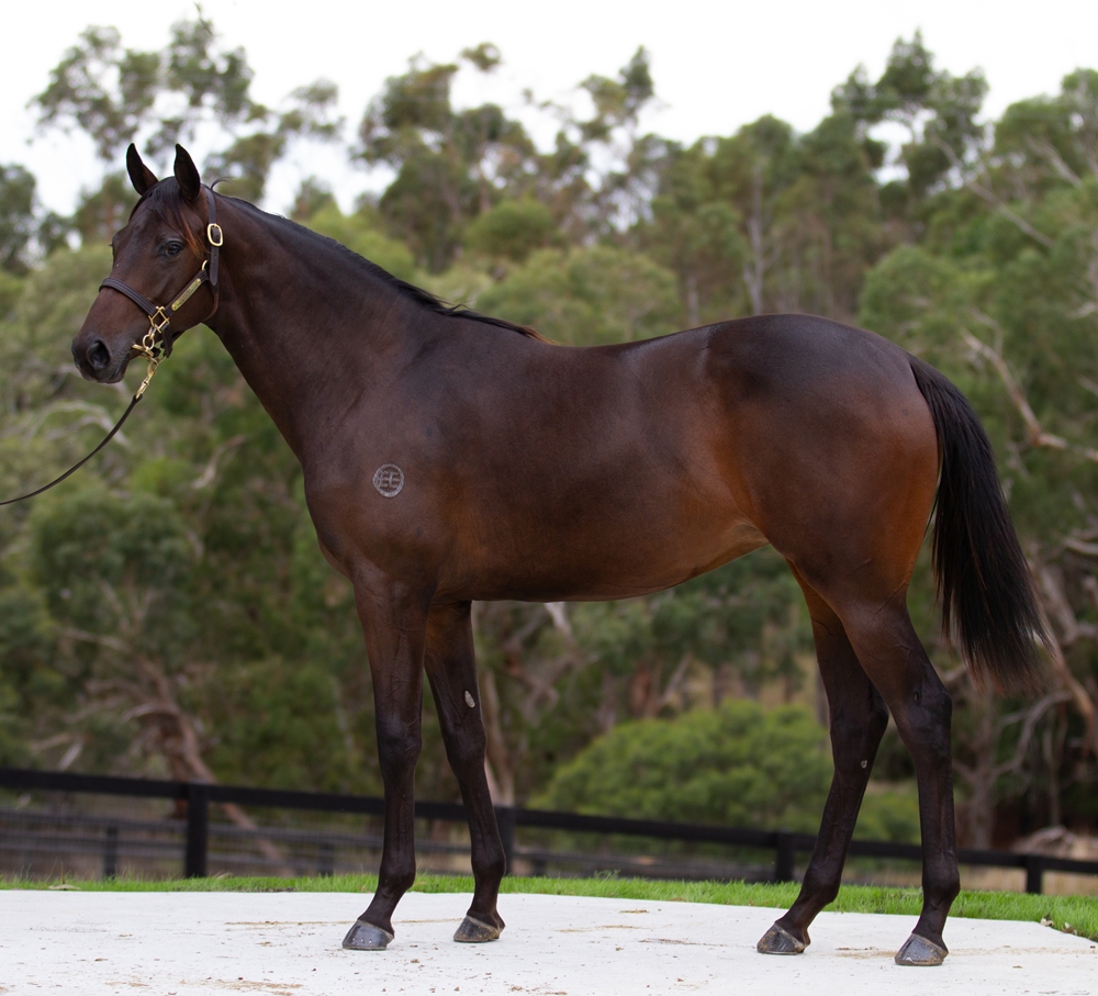 Shamus Award (AUS) / Trishula (AUS) 2024 Filly - Image 1