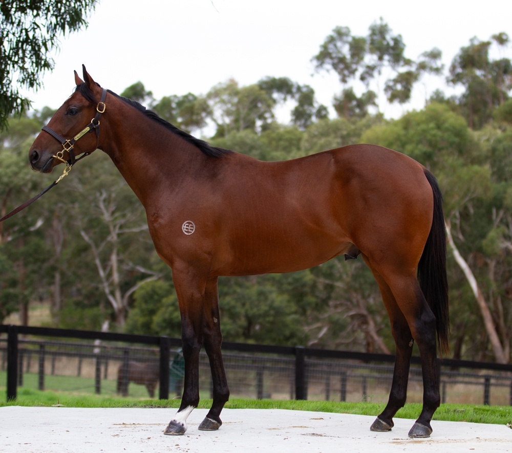 Savabeel (AUS) / Peggie's Dream (AUS) 2024 Colt - Image 1