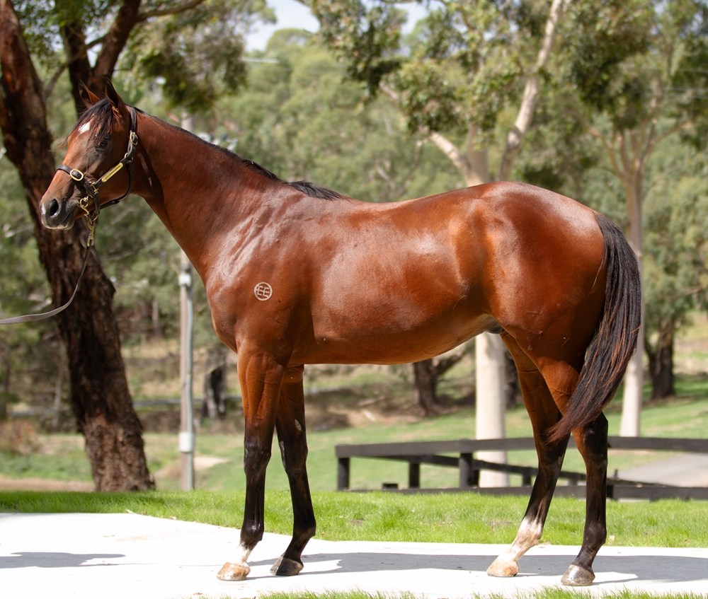 Star Witness (AUS) / Princess Award (AUS) 2024 Colt - Image 1