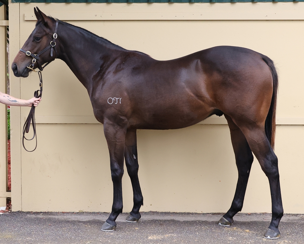 North Pacific (AUS) / Saint Mahjong (AUS) 2024 Colt - Image 1