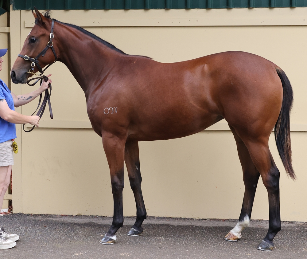 Headwater (AUS) / Brave Journey (AUS) 2024 Filly - Image 1