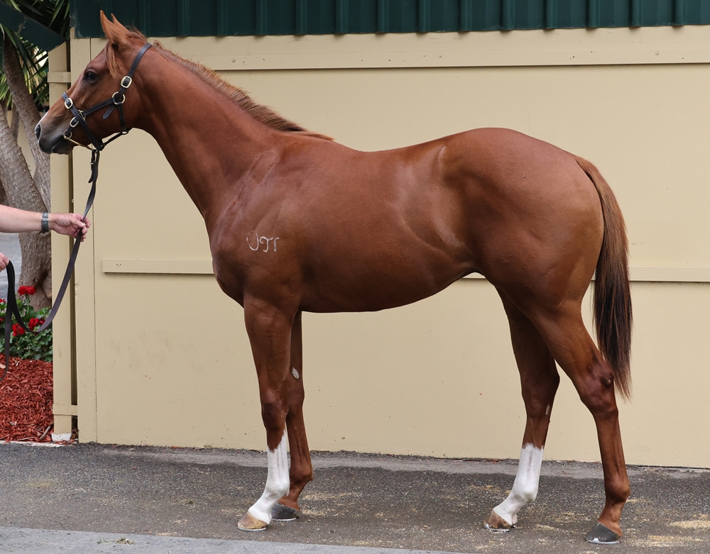 Jacquinot (AUS) / Exalted Gold (AUS) 2024 Colt - Image 1