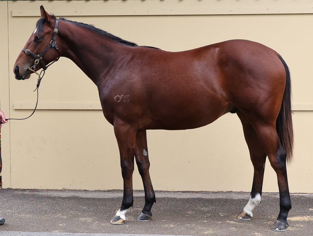 Portland Sky (AUS) / I Am Jade (AUS) 2024 Colt - Image 1