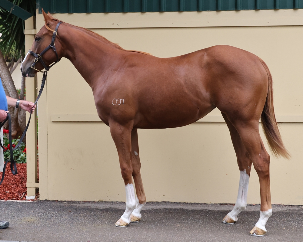 Zousain (AUS) / Nodoubtaboutit (AUS) 2024 Filly - Image 1