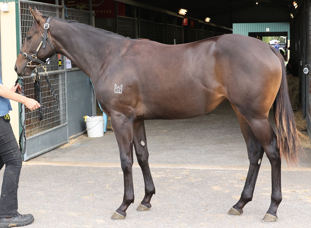 Wild Ruler (AUS) / Clockwork Orange (AUS) 2024 Filly - Image 1
