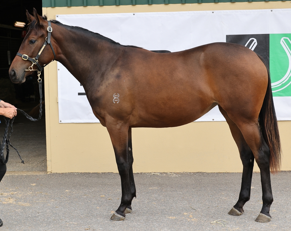 So You Think (NZ) / Dolomites (AUS) 2024 Filly - Image 1