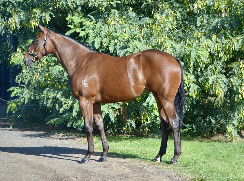 Zousain (AUS) / Fleurs de Lis (AUS) 2024 Filly - Image 1
