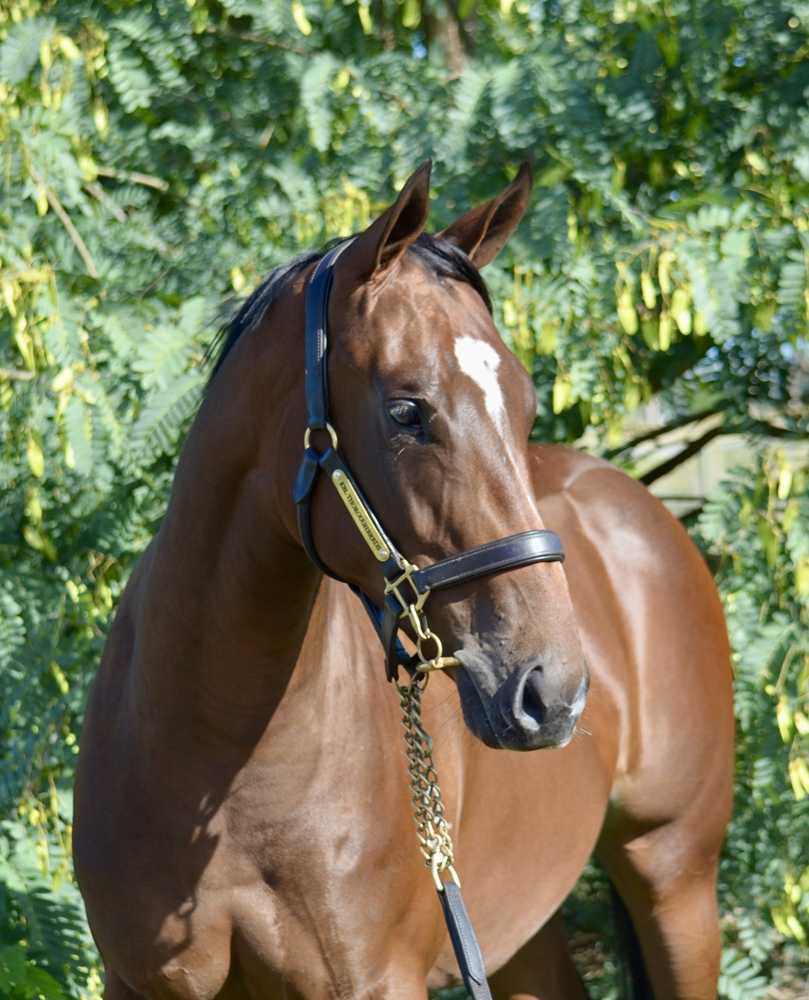 Zousain (AUS) / Fleurs de Lis (AUS) 2024 Filly - Image 2