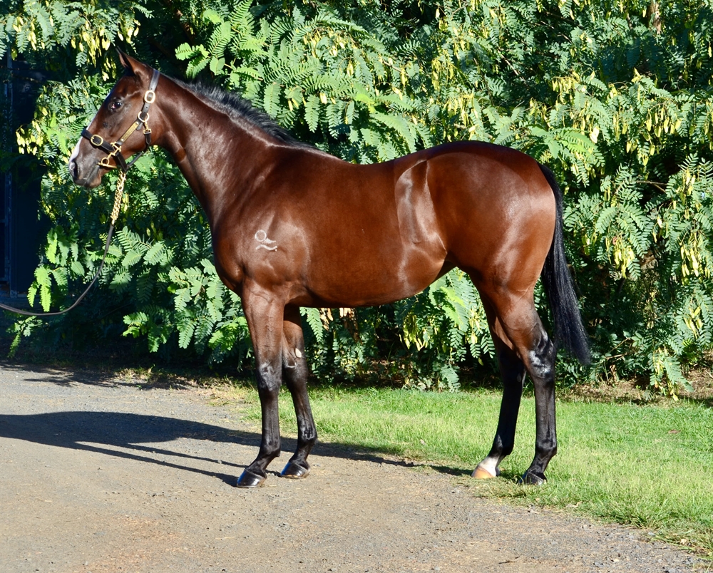 Prague (AUS) / Invincible Diva (IRE) 2024 Filly - Image 1
