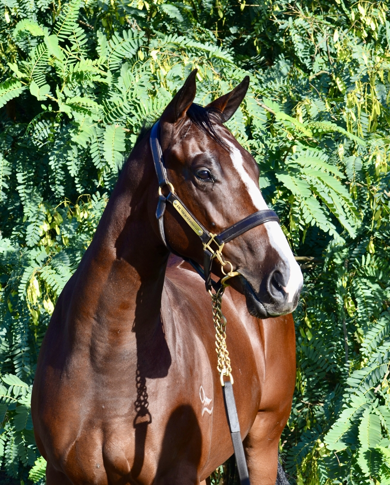 Prague (AUS) / Invincible Diva (IRE) 2024 Filly - Image 2