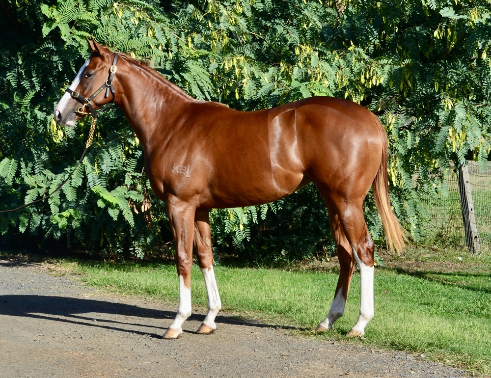 Stronger (AUS) / Lady Rah Rah (AUS) 2024 Filly - Image 1