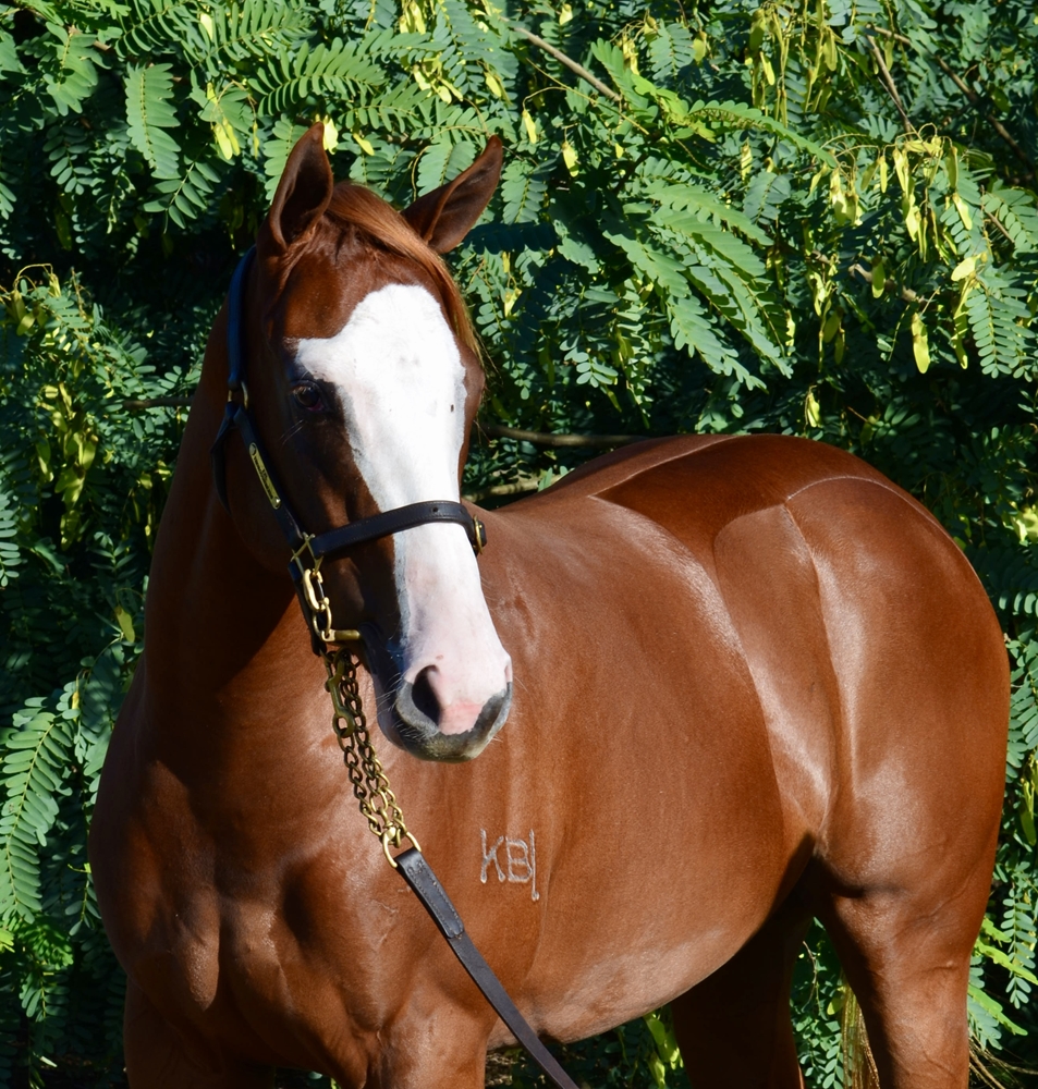 Stronger (AUS) / Lady Rah Rah (AUS) 2024 Filly - Image 2