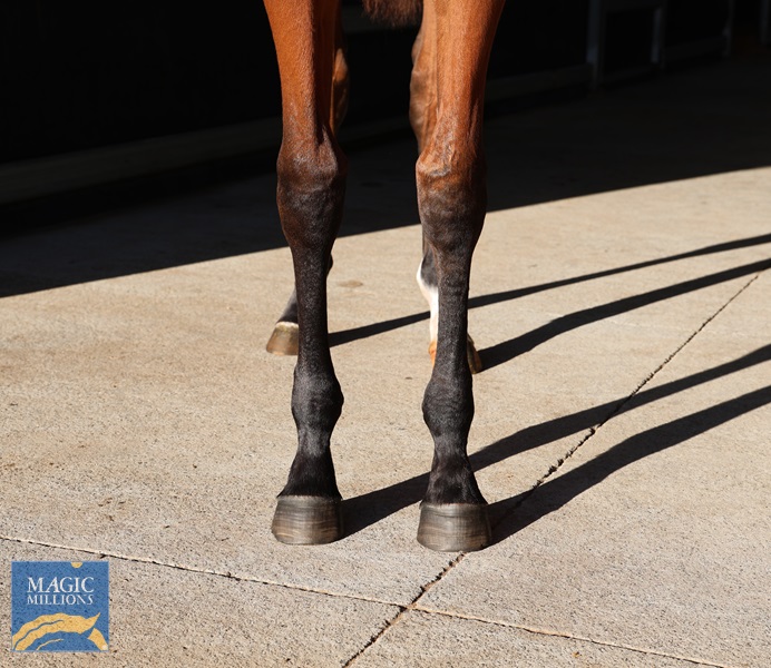 Gem of Scotland front legs.jpg - Image 2