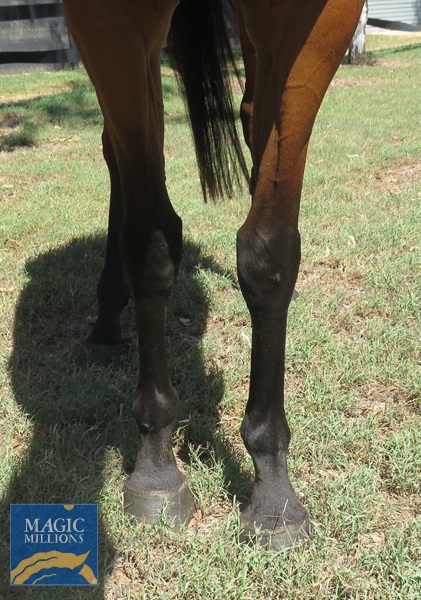 Good leg 01.jpg - Image 2