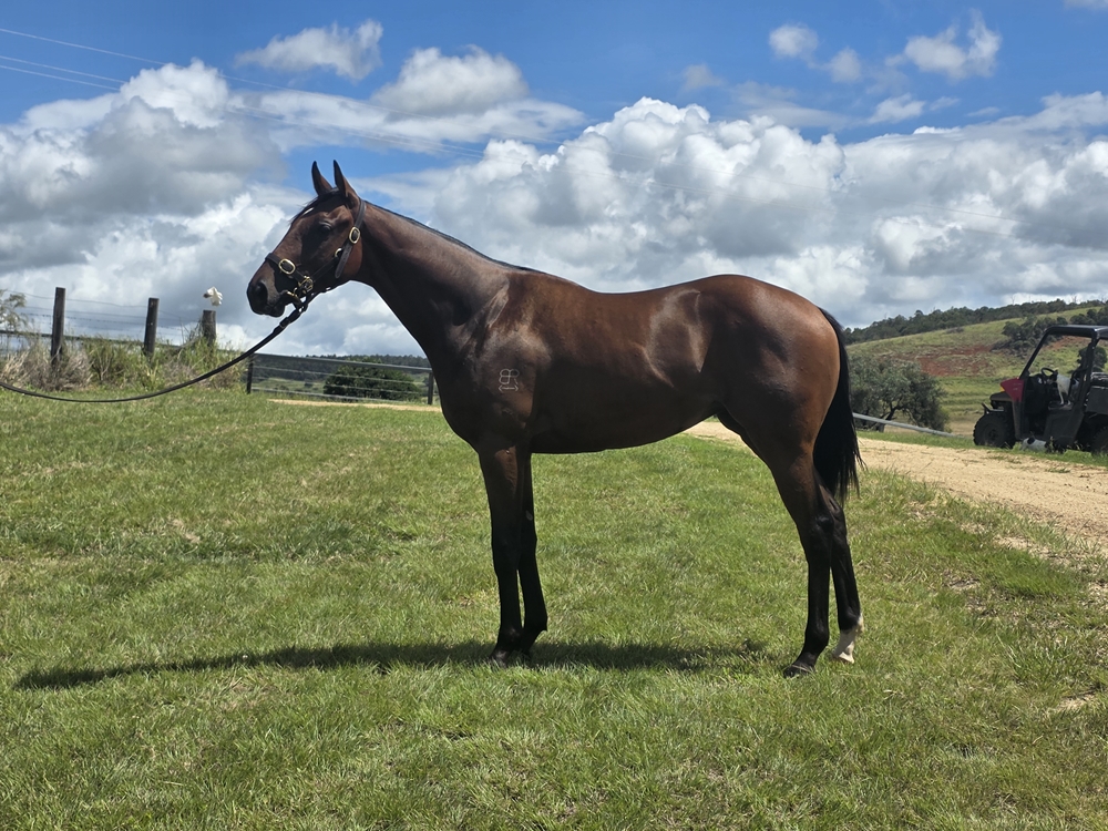 Brutal (NZ) / Capital Raising (AUS) 2024 Filly - Image 2