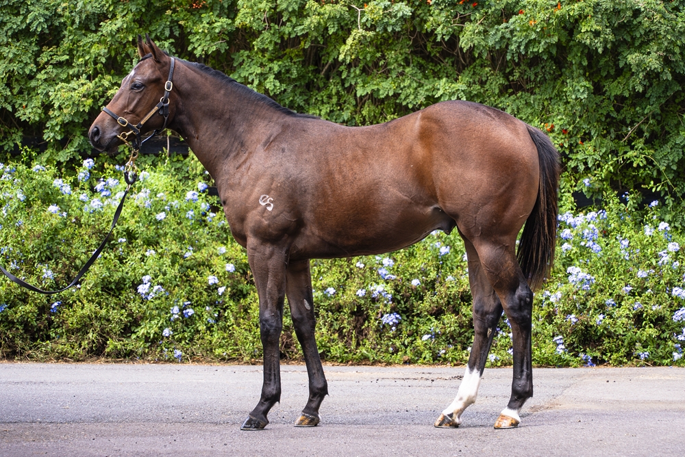 Invader (AUS) / I Prefer Minties (NZ) 2024 Colt - Image 1