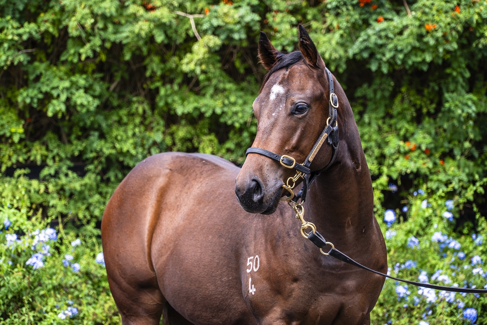 Invader (AUS) / I Prefer Minties (NZ) 2024 Colt - Image 2