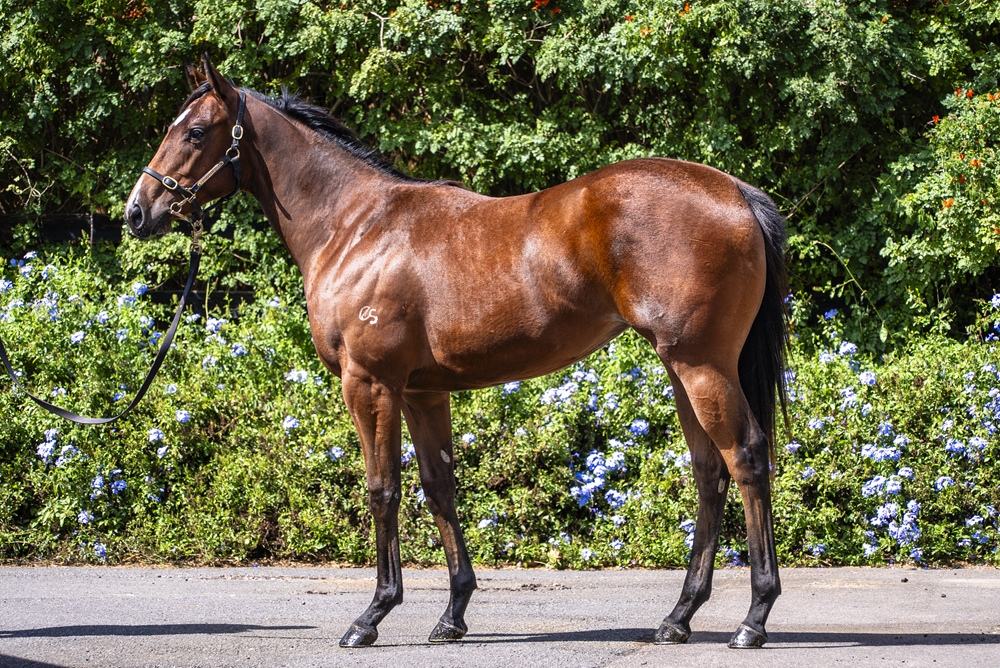 Tiger of Malay (AUS) / Exempt (AUS) 2024 Filly - Image 1